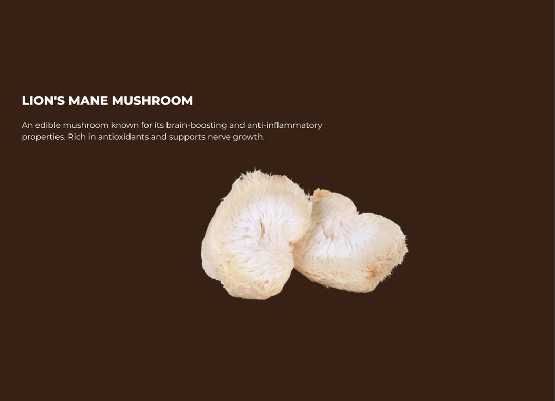 Lion's Mane Coffee by SuperPowders